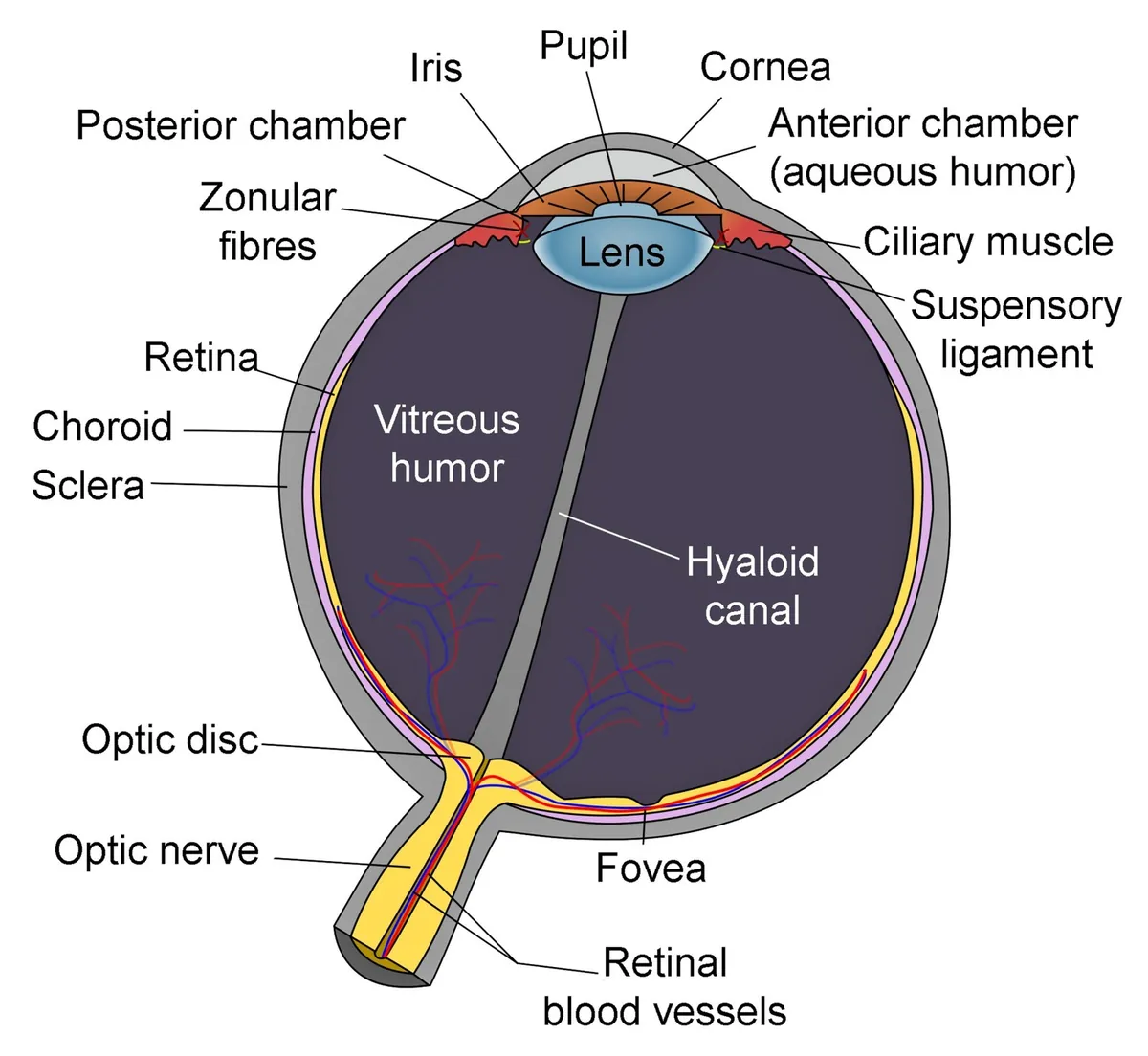 Diagrama do olho humano em corte, com legendas em inglês, destacando o humor vítreo no centro, a retina ao fundo e o nervo óptico.