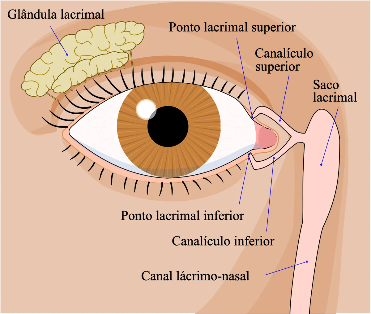 Esquema em português do sistema lacrimal, com glândula e vias de drenagem.