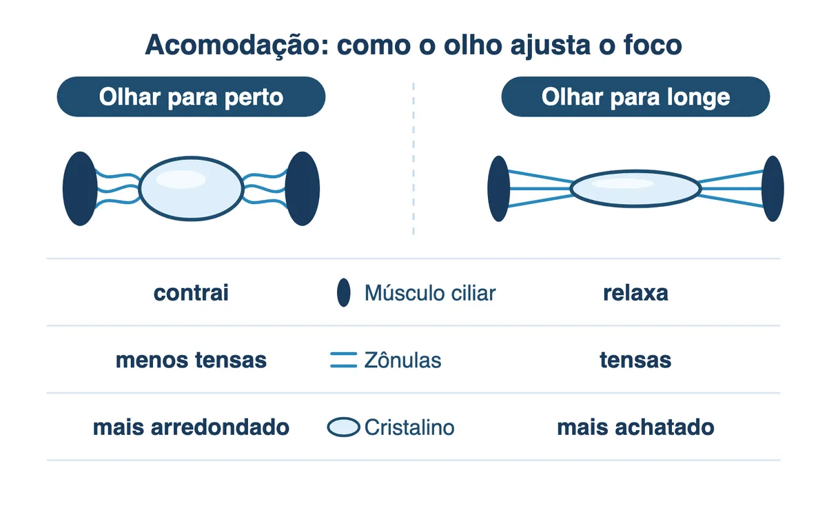 Diagrama conceitual em duas colunas comparando o olhar para perto e para longe: para perto, músculo ciliar contraído, zônulas menos tensas e cristalino mais arredondado; para longe, músculo ciliar relaxado, zônulas tensas e cristalino mais achatado.